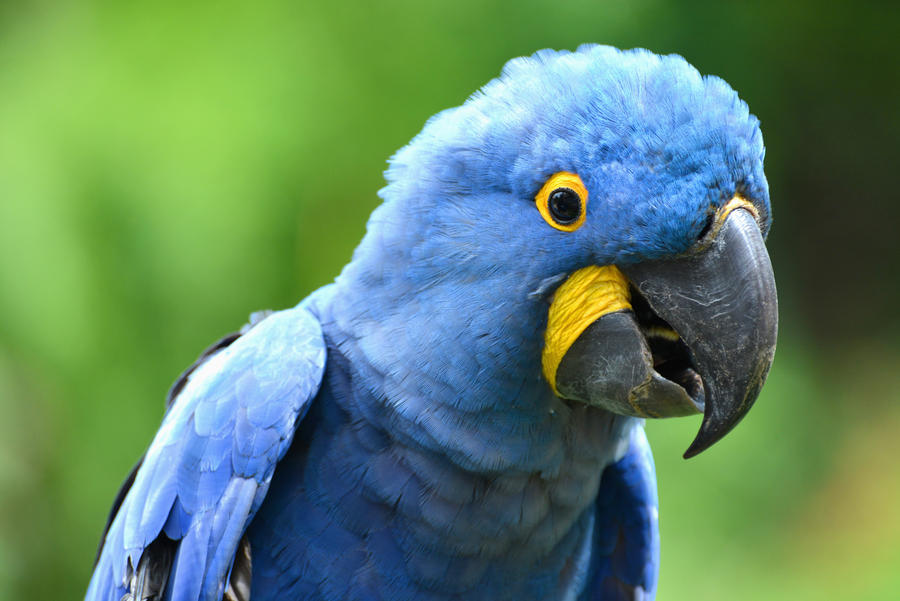 Hyacinth Macaw by KrisVlad Hyacinth Macaw by KrisVlad