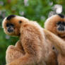 Buff Cheeked Gibbons