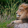 African Lion