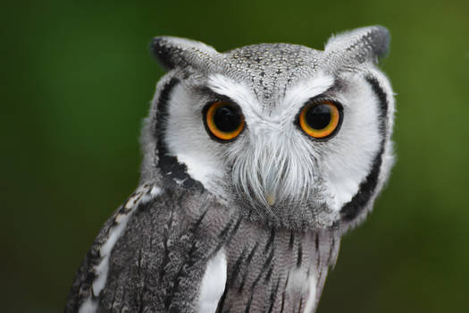 Scops Owl