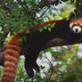 Red Panda