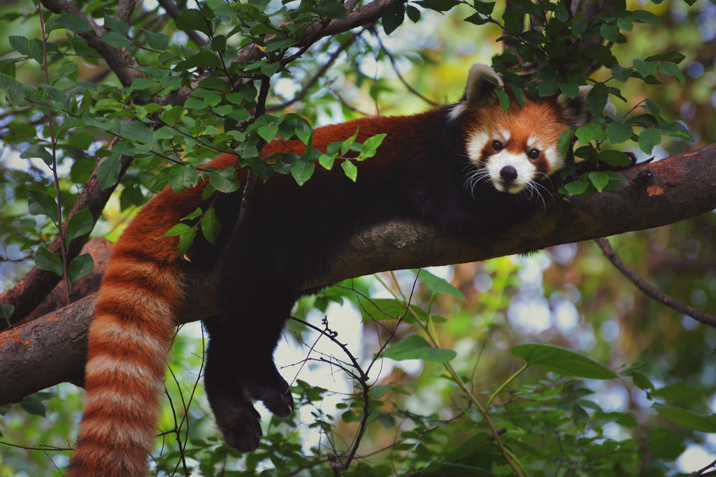 Red Panda