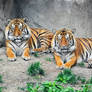 Tigers