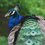 Indian Peacock