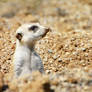 Meerkat