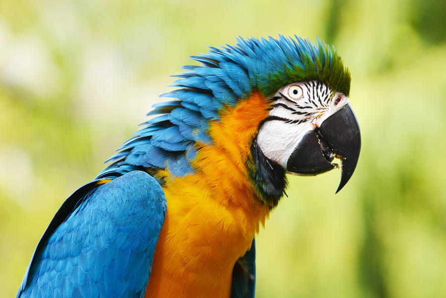 Blue and Gold Macaw