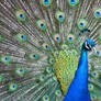 Indian Peacock