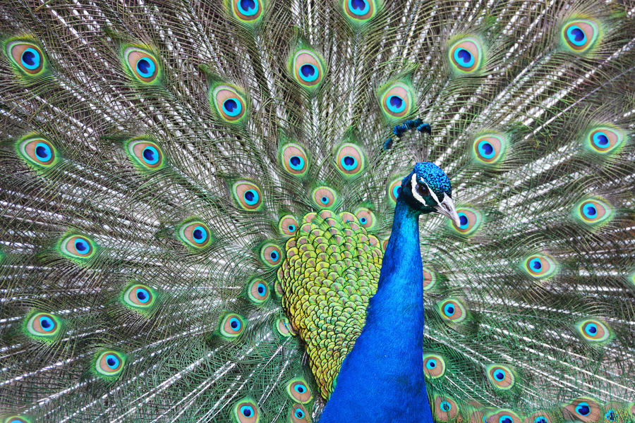 Indian Peacock