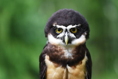 Spectacled Owl