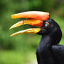Rhinoceros Hornbill