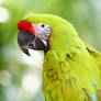 Great Green Macaw