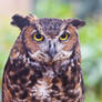 Eurasian Eagle Owl