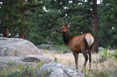 Rocky Mountain Elk