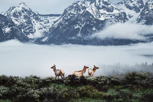 Grand Teton Elk