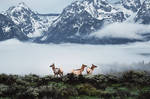 Grand Teton Elk by KrisVlad