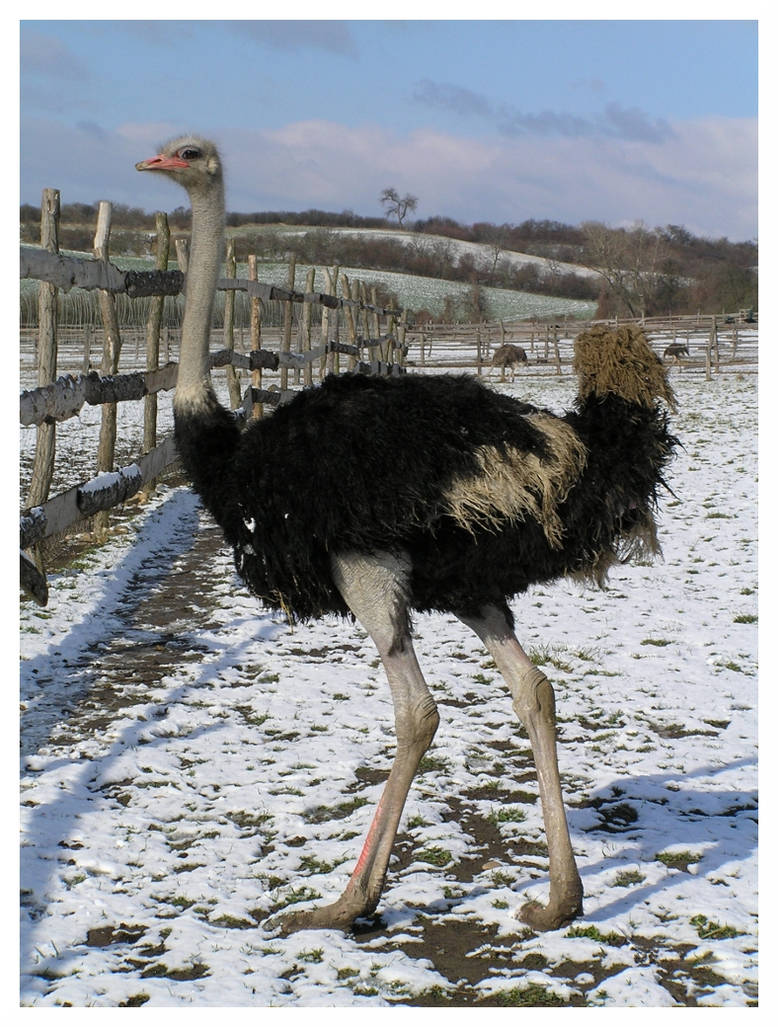 Ostrich in winter by slavick Ostrich in winter by slavick