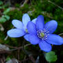 Blue flowers