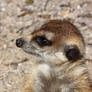 Suricata suricatta 4