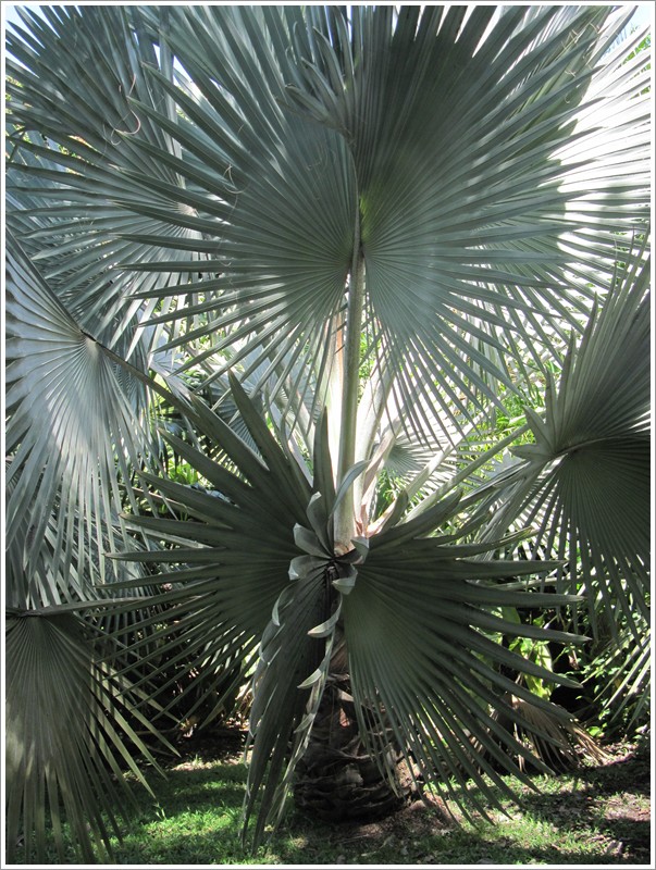 Bismark Palm