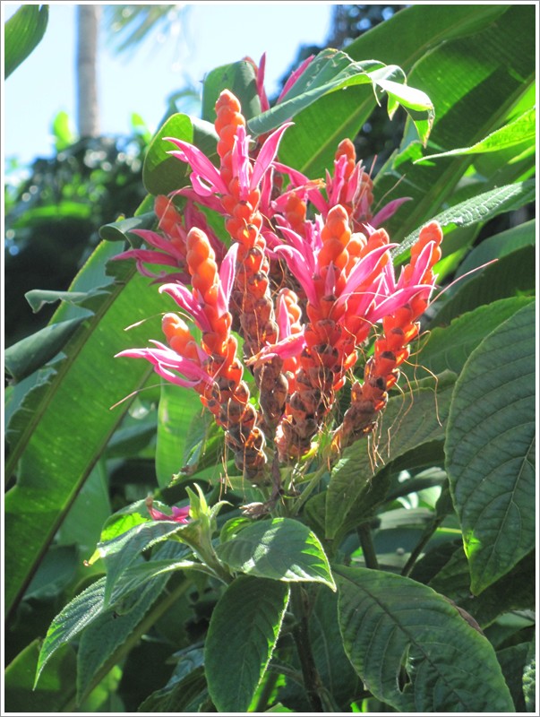 aphelandra sinclaira