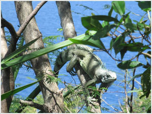 Iguana 2