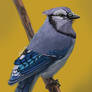blue jay painting