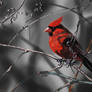 red cardinal painting