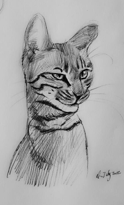 mandatory daily cat sketch 752