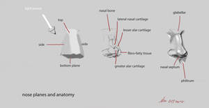 nose anatomy and planes