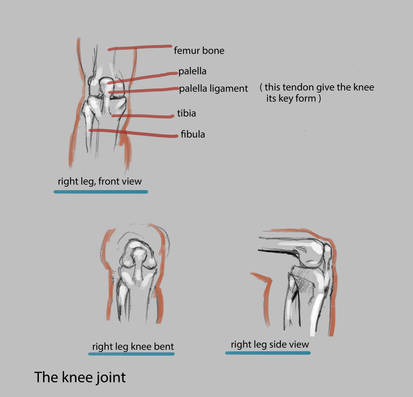 the knee joint