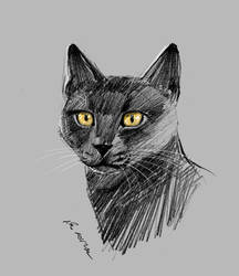 mandatory daily cat sketch 1605