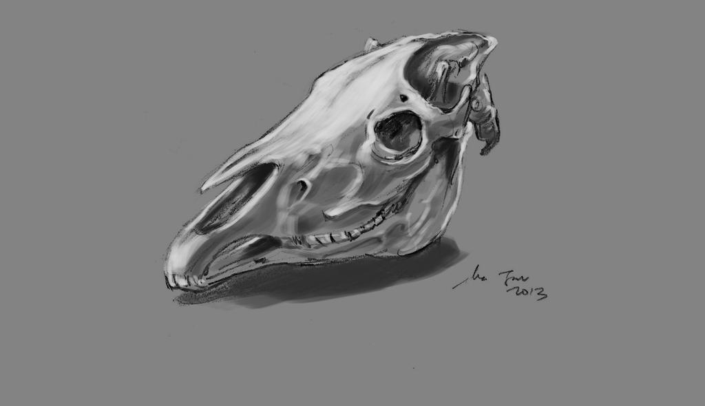 daily sketch 1908 horse skull by nosoart on DeviantArt