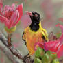 Black-hooded Oriole PS