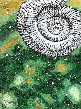 Ammonite ATC