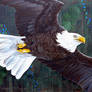 Bald Eagle Espressiva