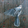 Canada Grey Jay Vivace