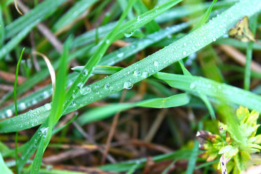 Dewdrops