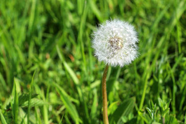 Dandelion