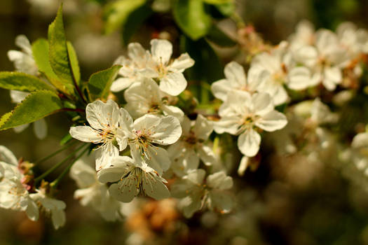 Blossom of Sour Cherry