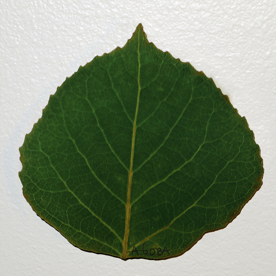 Small Green Aspen Leaf 1