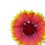 Gaillardia 1