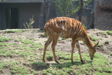 Deer - ZOO