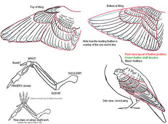 Wing Tutorial