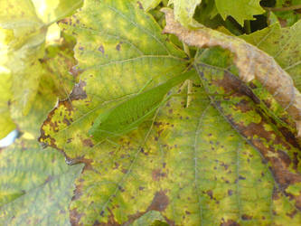 Grasshopper on a leaf