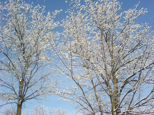 Trees after a snowy night