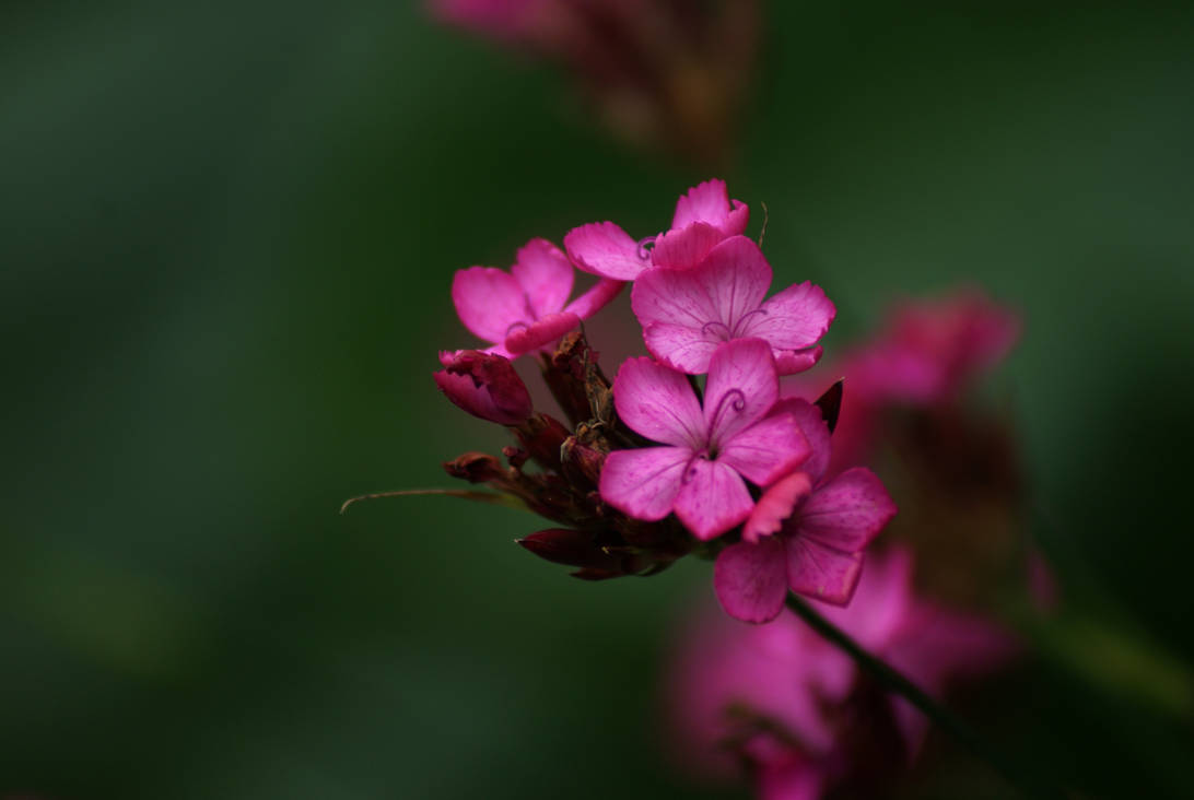 flowers_out_of_focus____by_duoae_d8ot2km-pre.jpg?token=eyJ0eXAiOiJKV1QiLCJhbGciOiJIUzI1NiJ9.eyJzdWIiOiJ1cm46YXBwOjdlMGQxODg5ODIyNjQzNzNhNWYwZDQxNWVhMGQyNmUwIiwiaXNzIjoidXJuOmFwcDo3ZTBkMTg4OTgyMjY0MzczYTVmMGQ0MTVlYTBkMjZlMCIsIm9iaiI6W1t7ImhlaWdodCI6Ijw9MTA3MiIsInBhdGgiOiJcL2ZcL2IyNjE0NTM2LWI3NzctNGFkNi05ZTM2LWJkYzg4N2UyMTUzZFwvZDhvdDJrbS1lM2MxOGUwNy04MzY4LTRiZWEtODkyYS00YTY1MjM5NjNhMTEuanBnIiwid2lkdGgiOiI8PTE2MDAifV1dLCJhdWQiOlsidXJuOnNlcnZpY2U6aW1hZ2Uub3BlcmF0aW9ucyJdfQ.k2z3gbqpNzNM1c39SZ3AniEnB9kd_-0rIozBhPNMVms