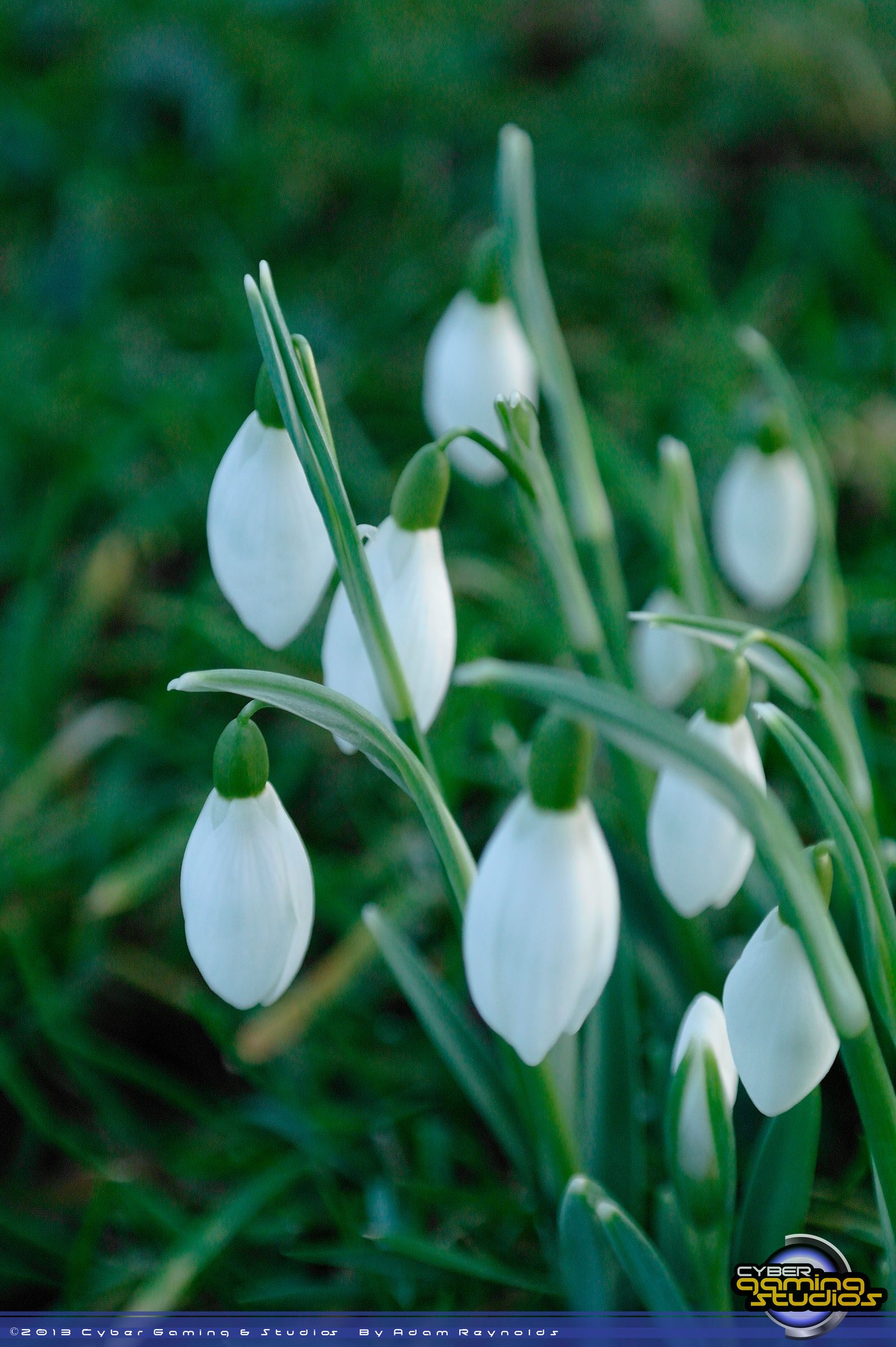 Snow Drops