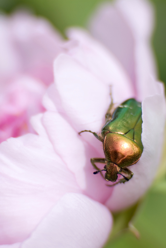 June Beetle