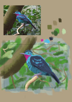 Color Study - Bird