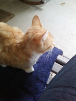 Claire the cat 1